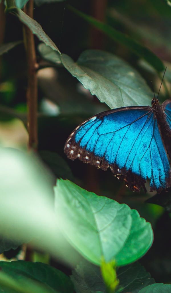 Голубая бабочка сидит на зеленом листе 