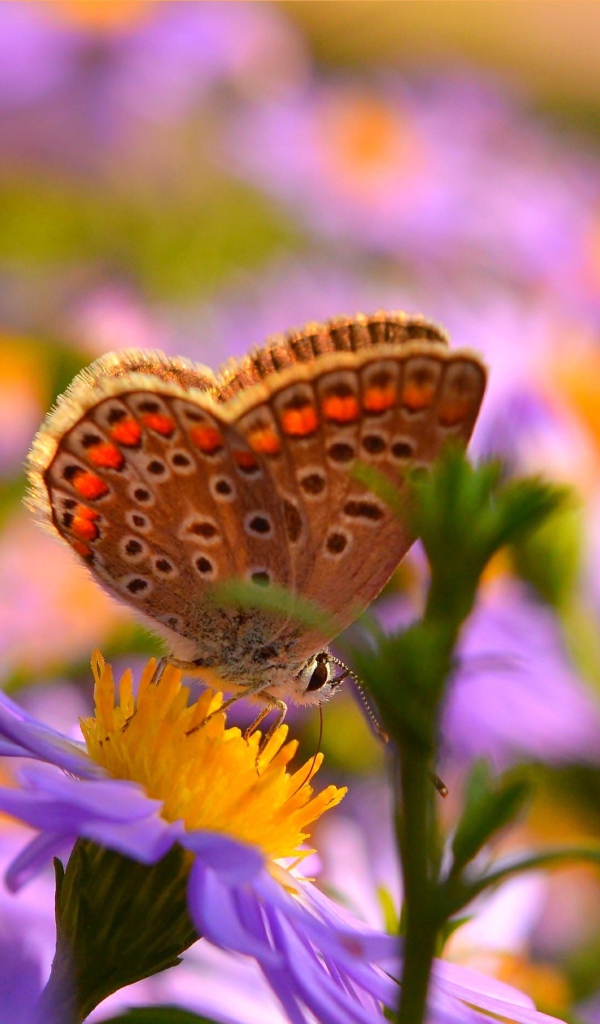 Коричневая бабочка на розовых цветах сентябринки 