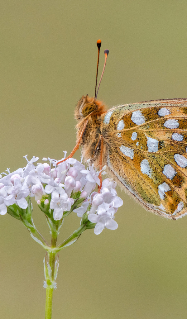 Коричневая бабочка сидит на цветке на коричневом фоне 