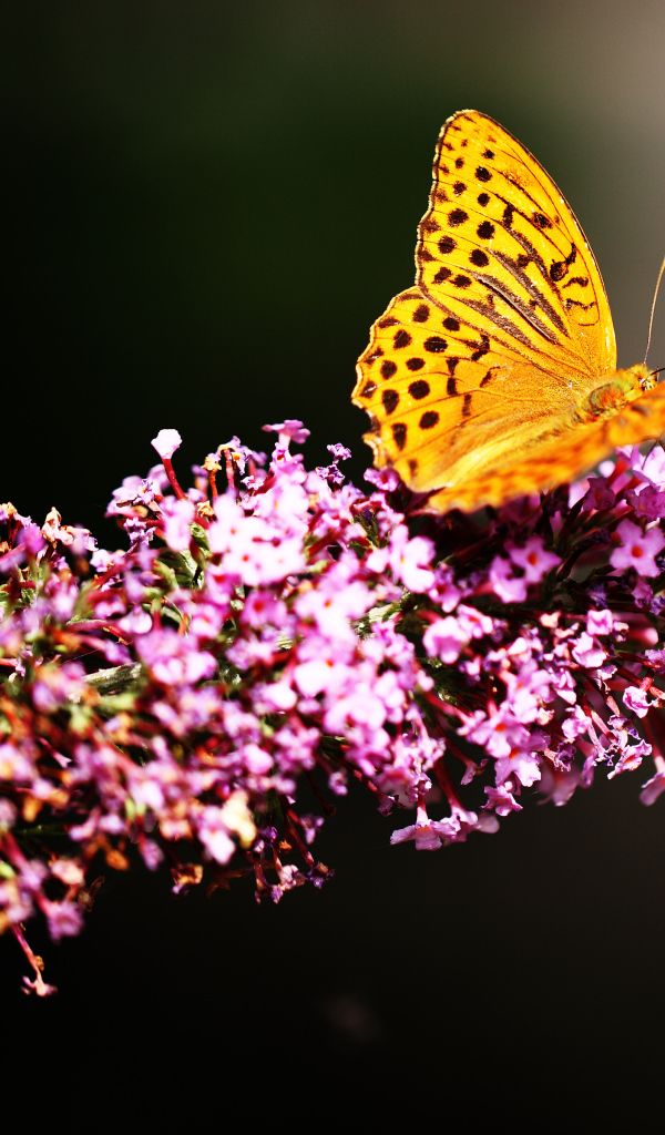 Коричневая бабочка сидит на розовом цветке