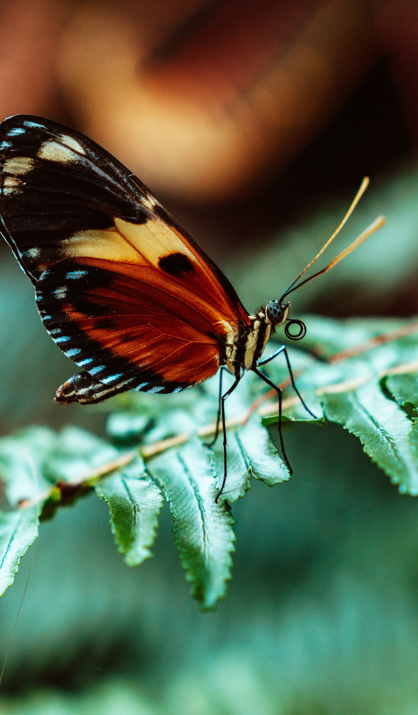 Бабочка сидит на зеленом листе папоротника 