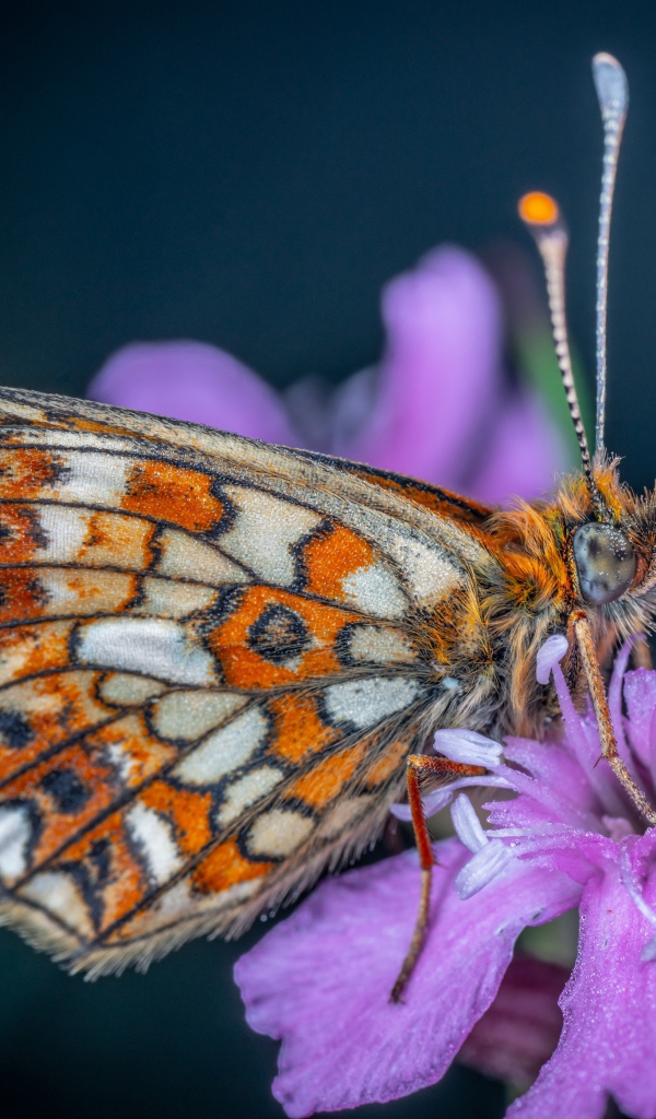 Бабочка сидит на розовом цветке флоксы