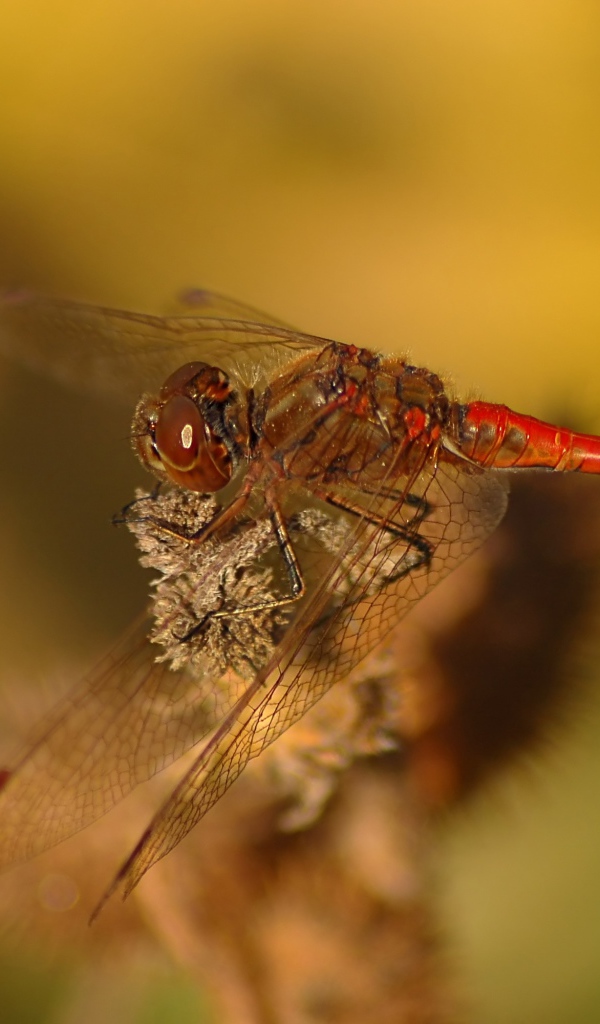 Стрекоза крупным планом сидит на ветке 