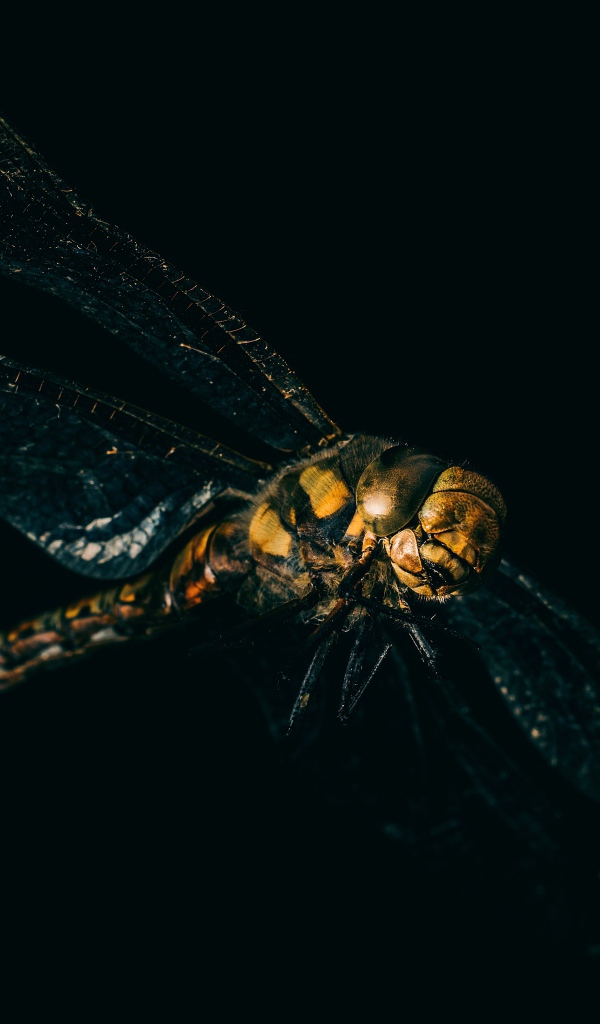 Стрекоза на черном фоне крупным планом