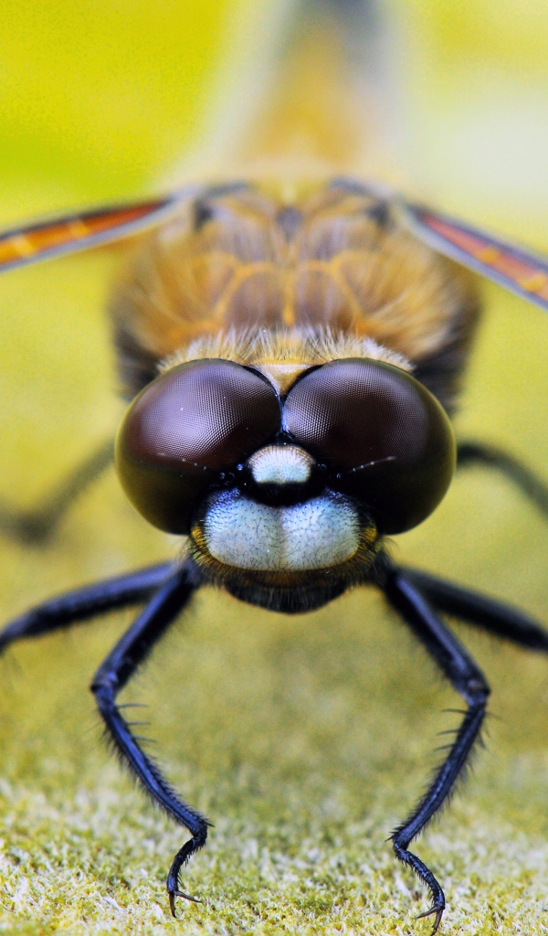 Стрекоза на листе макросъемка