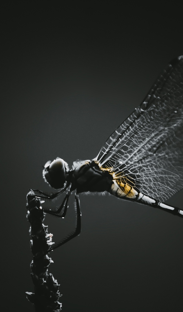 Стрекоза сидит на ветке на черном фоне 