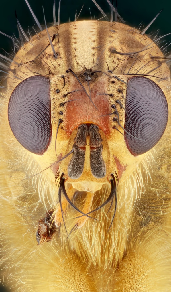Голова мухи макросъемка 