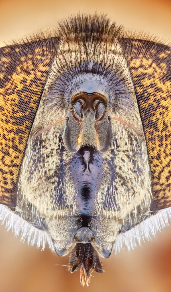 Муха под микроскопом 