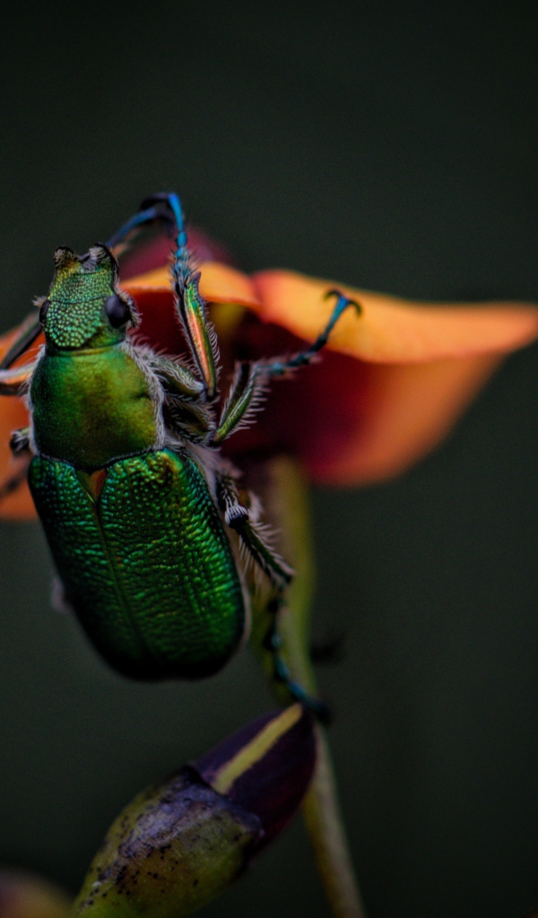 Зеленый жук сидит на цветке