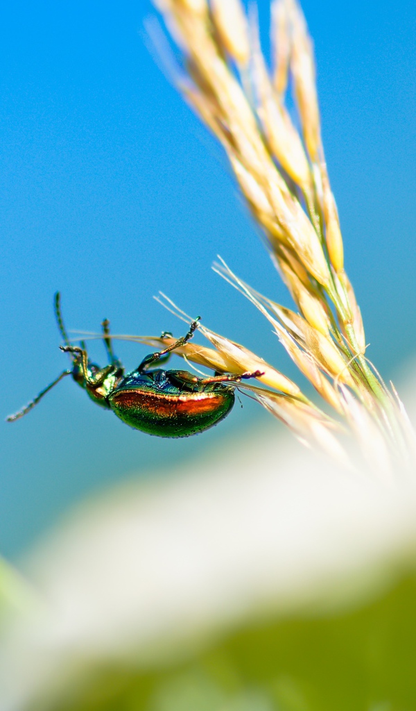 Зеленый жук бронзовка на траве 