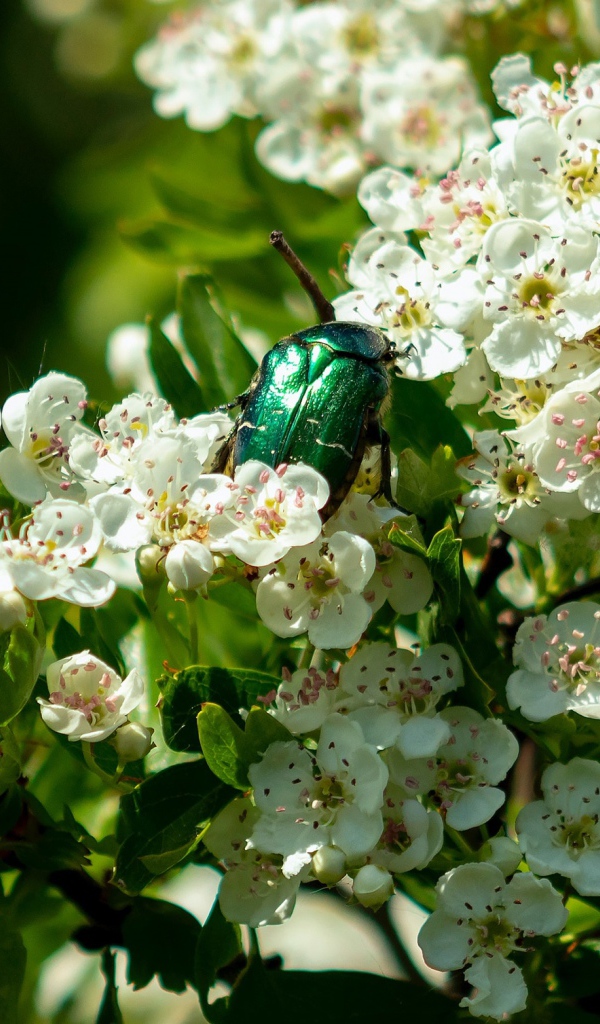 Зеленый жук бронзовка в белых цветах груши весной