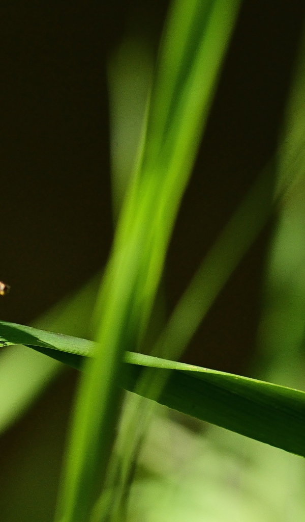 Зеленая стрекоза сидит на траве на черном фоне