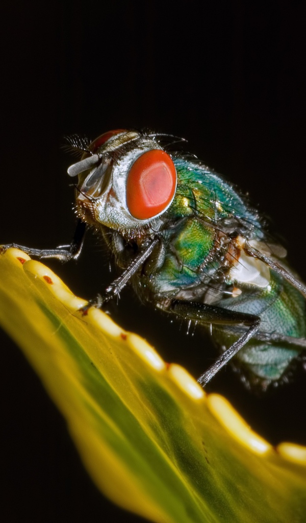 Зеленая муха на черном фоне крупным планом