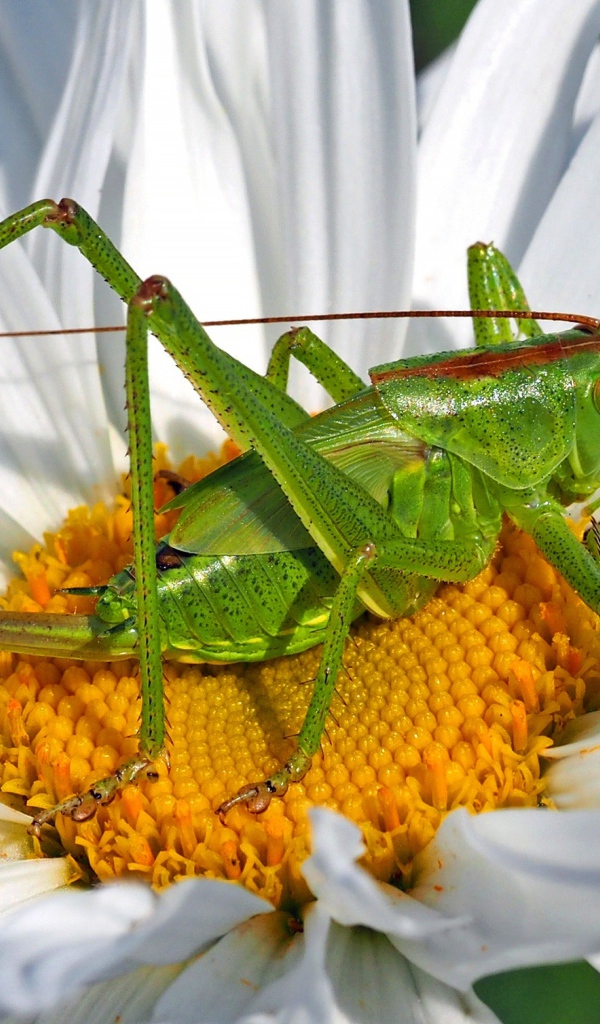 Зеленый кузнечик сидит на белом цветке 