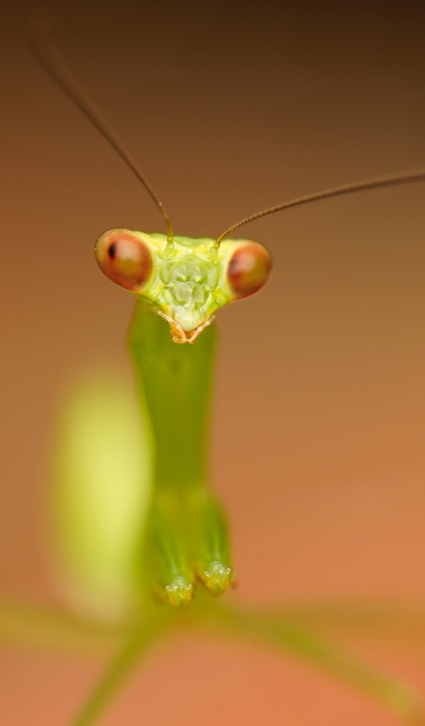 Зеленый богомол на коричневом фоне крупным планом