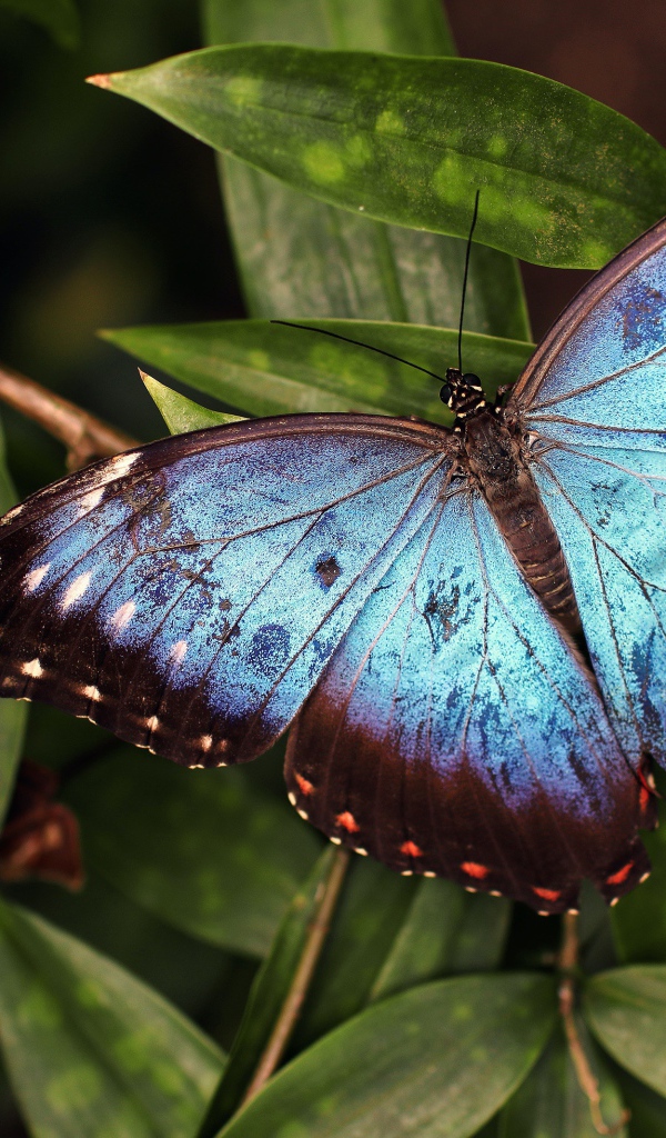 Большая голубая бабочка сидит на зеленом листе 