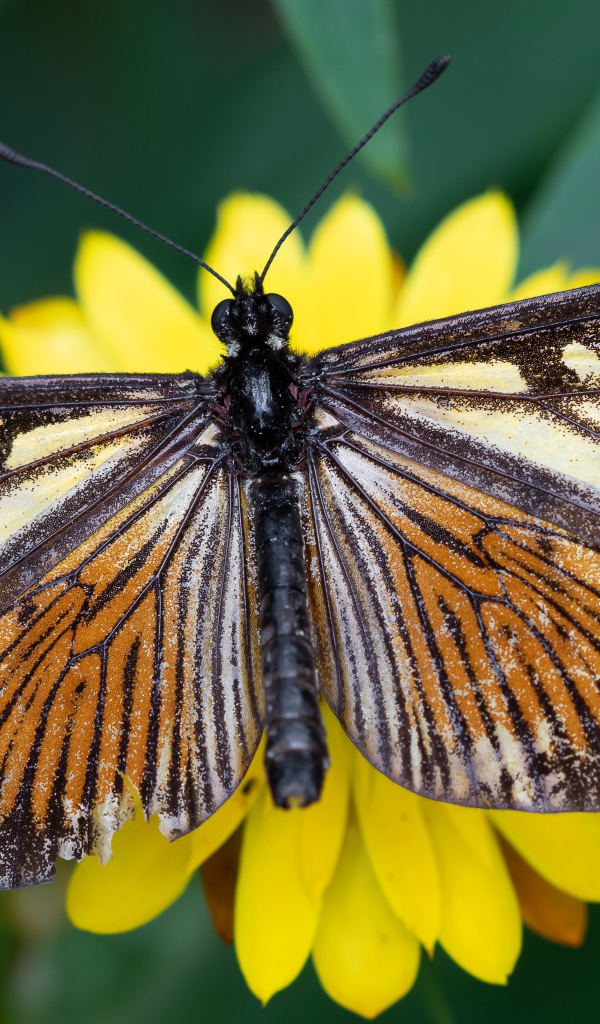 Большая коричневая бабочка на желтом цветке крупным планом