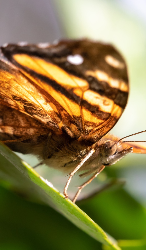 Большая коричневая бабочка сидит на зеленом листе