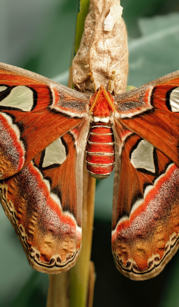 Большая бабочка с коконом на ветке 