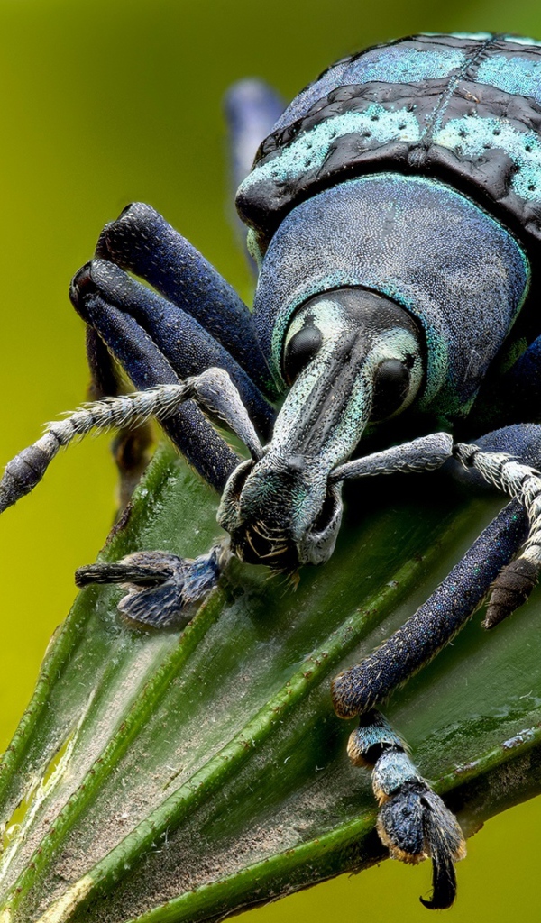 Большой жук долгоносик на зеленом листе 