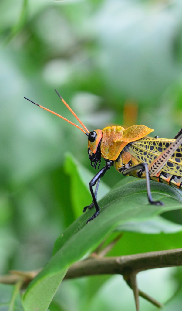 Большой желтый кузнечик сидит на зеленой ветке 