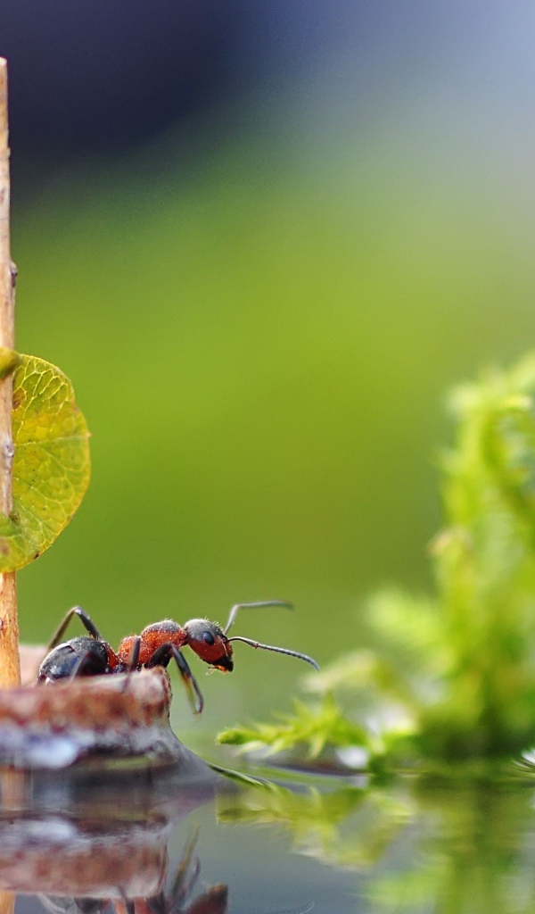 Маленький муравей плывет на плоту по воде