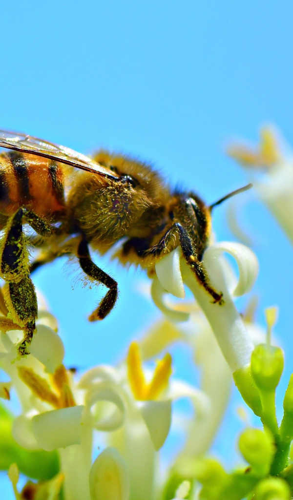 Маленькая пчела собирает нектар с белого цветка