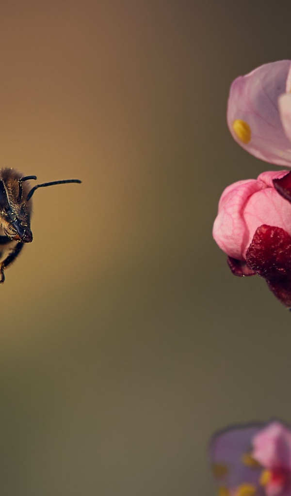 Маленькая пчела летит на розовый цветок 