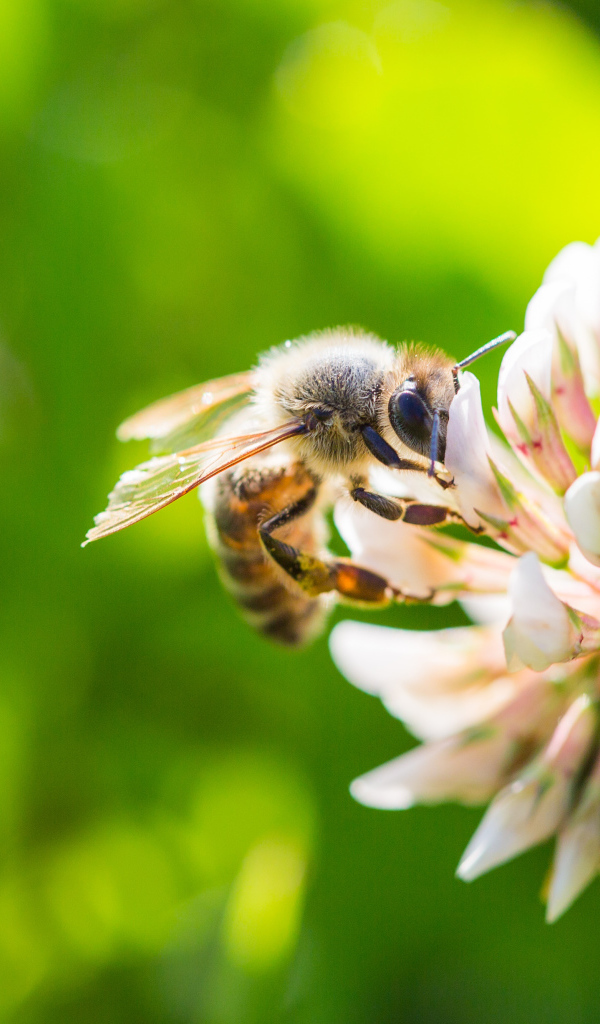 Маленькая пчела сидит на белом цветке клевера 