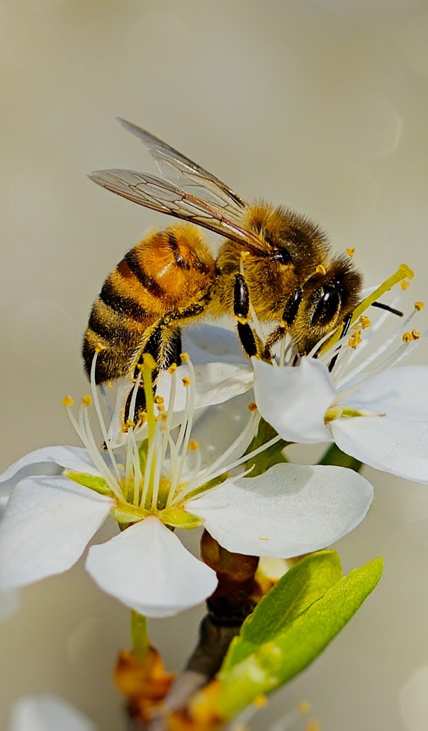 Маленькая пчела сидит на белом цветке вишни 