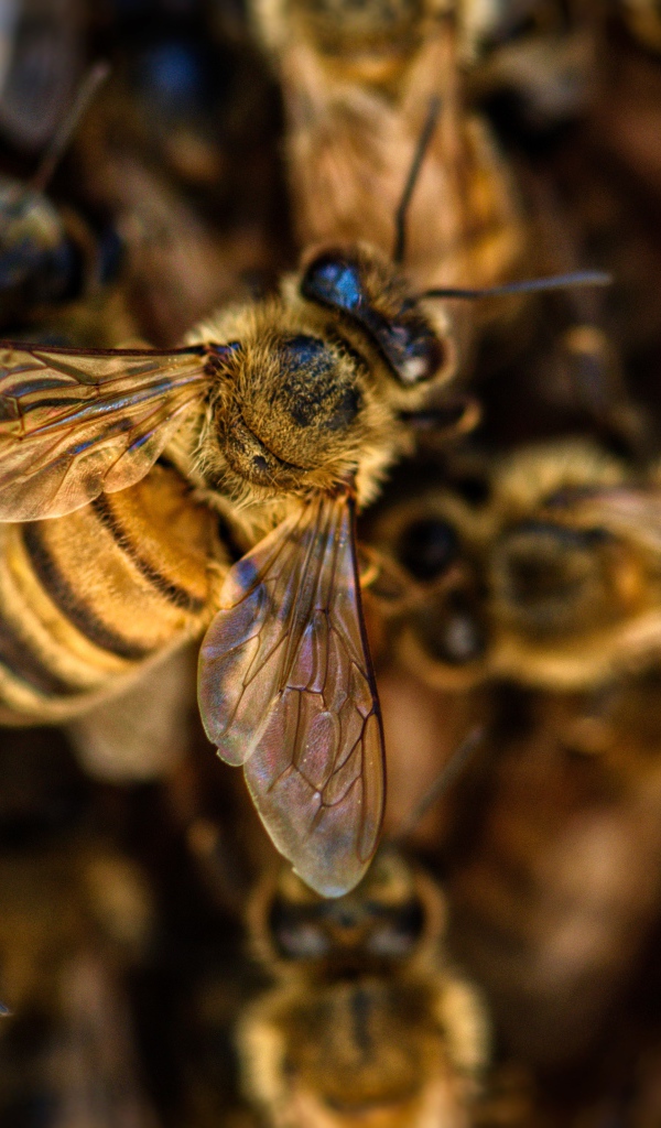 Маленькие пчелы медоносы крупным планом 