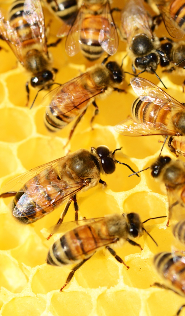 Маленькие пчелы на медовых сотах 