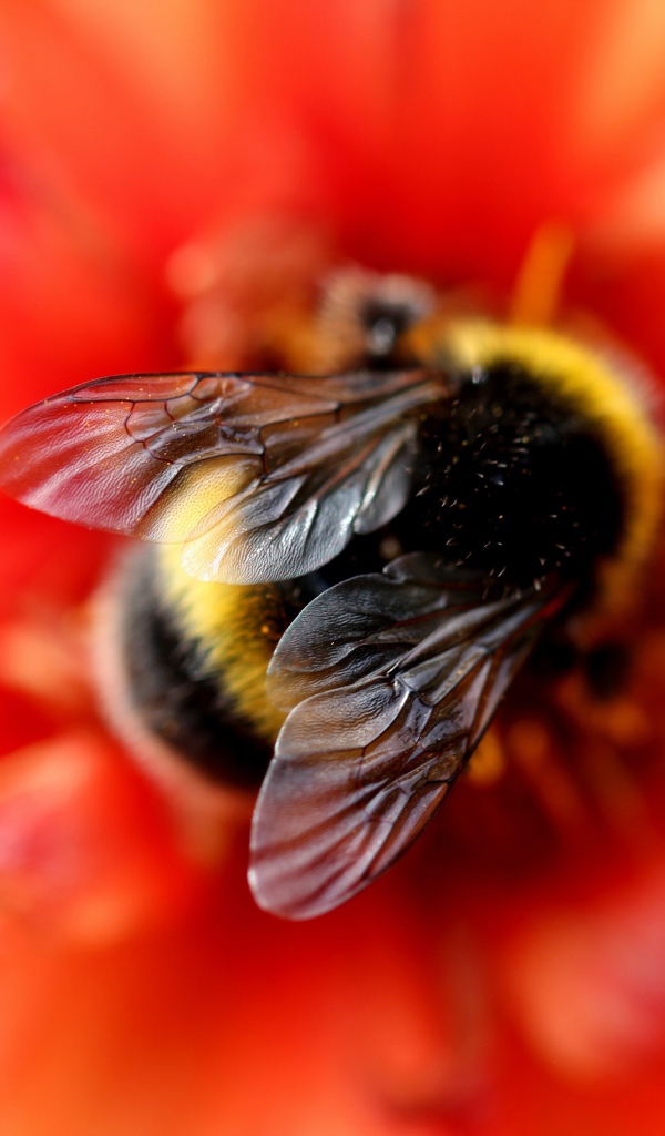 Маленький шмель на оранжевом цветке крупным планом