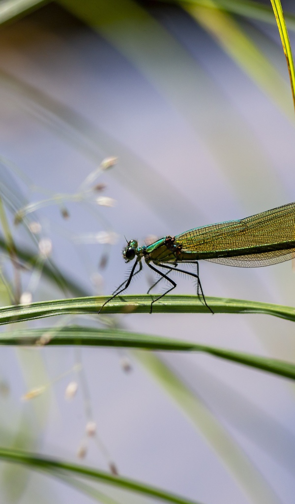 Маленькая зеленая стрекоза сидит на траве