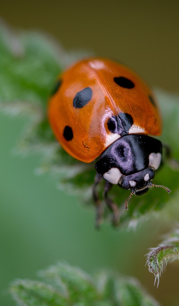 Маленькая божья коровка на зеленом листе