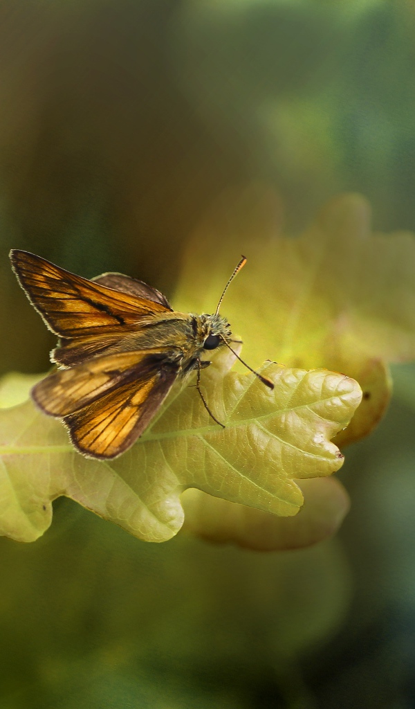 Моль сидит на зеленом листе дуба