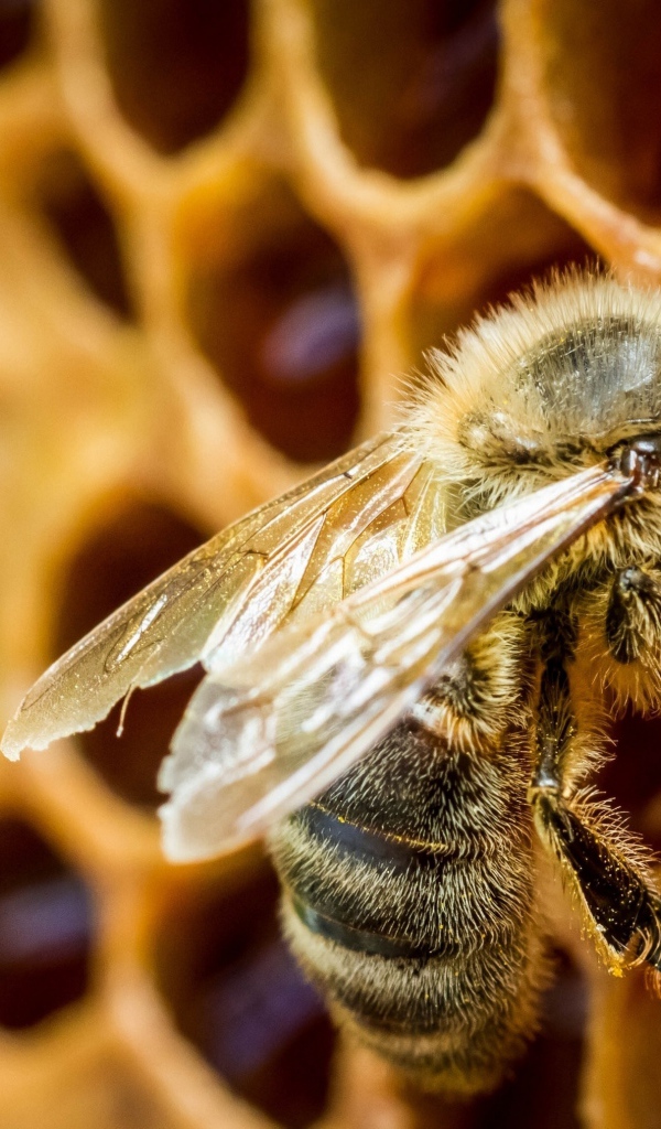 Маленькая пчела в сотах крупным планом