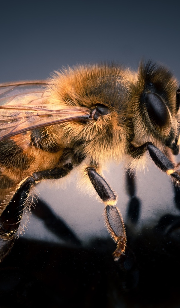 Маленькая пчела на сером фоне крупным планом