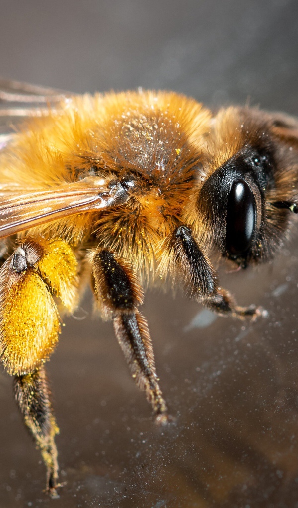 Маленькая пчела на стекле крупным планом