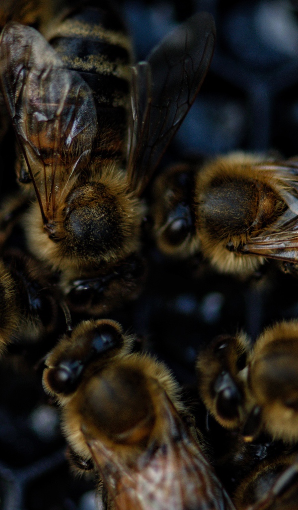 Маленькие пчелы на сотах крупным планом
