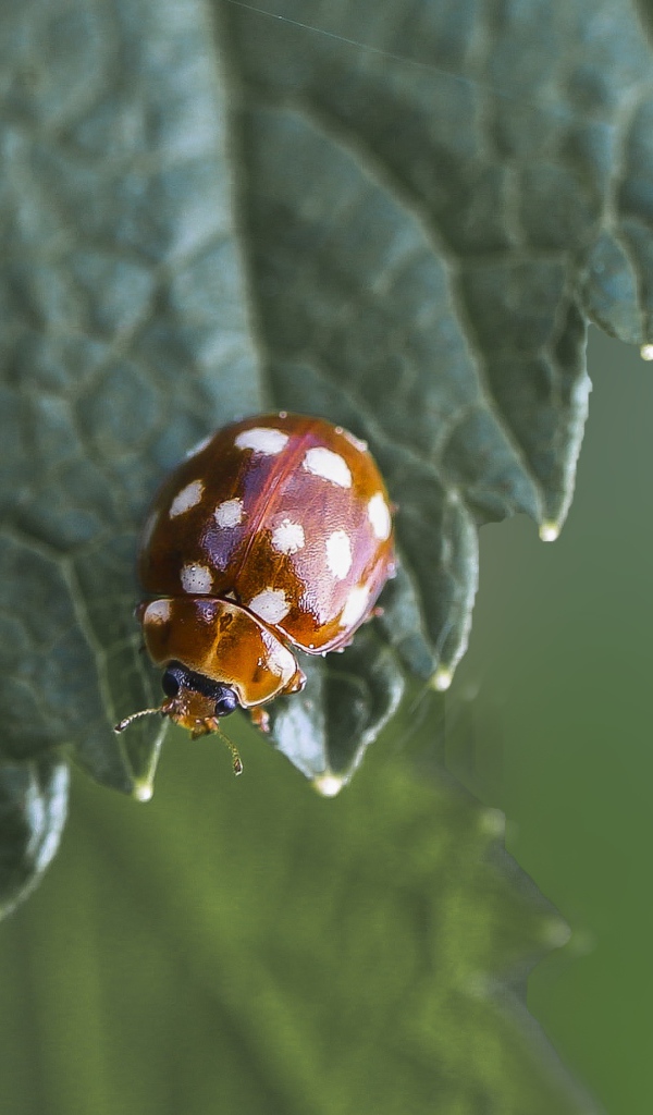 Маленькая божья коровка на зеленом листе  крупным планом