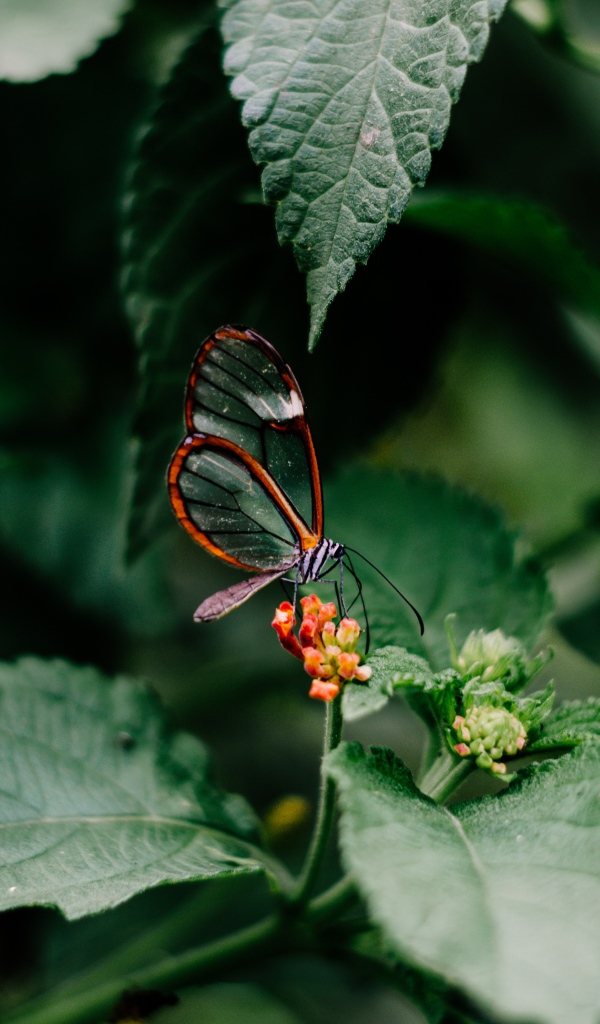 Маленькая прозрачная бабочка сидит на цветке в зеленых листьях 