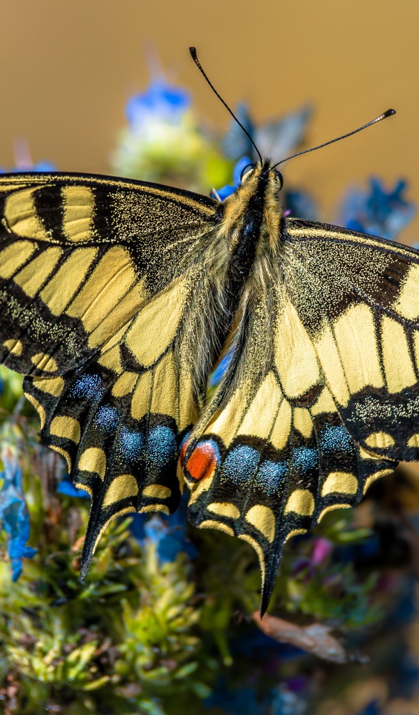 Бабочка махаон сидит на синем цветке 