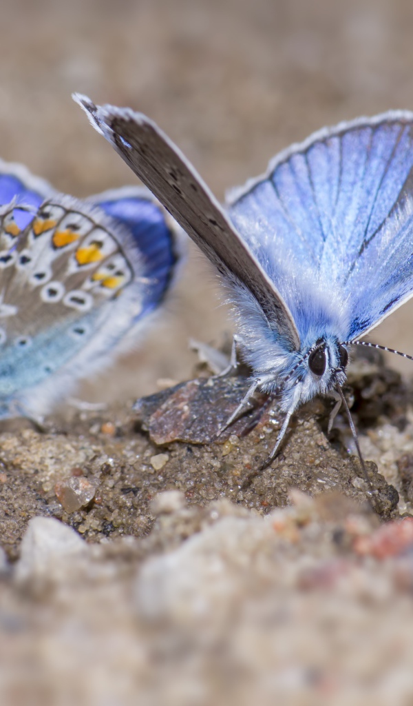 Две голубые бабочки сидят на песке 