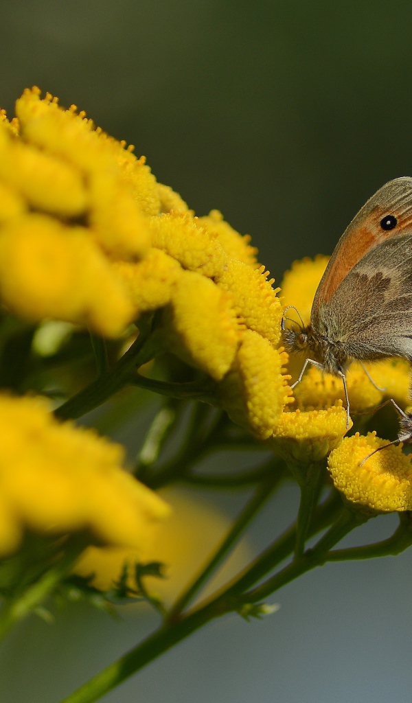 Две бабочки на желтых цветах пижмы