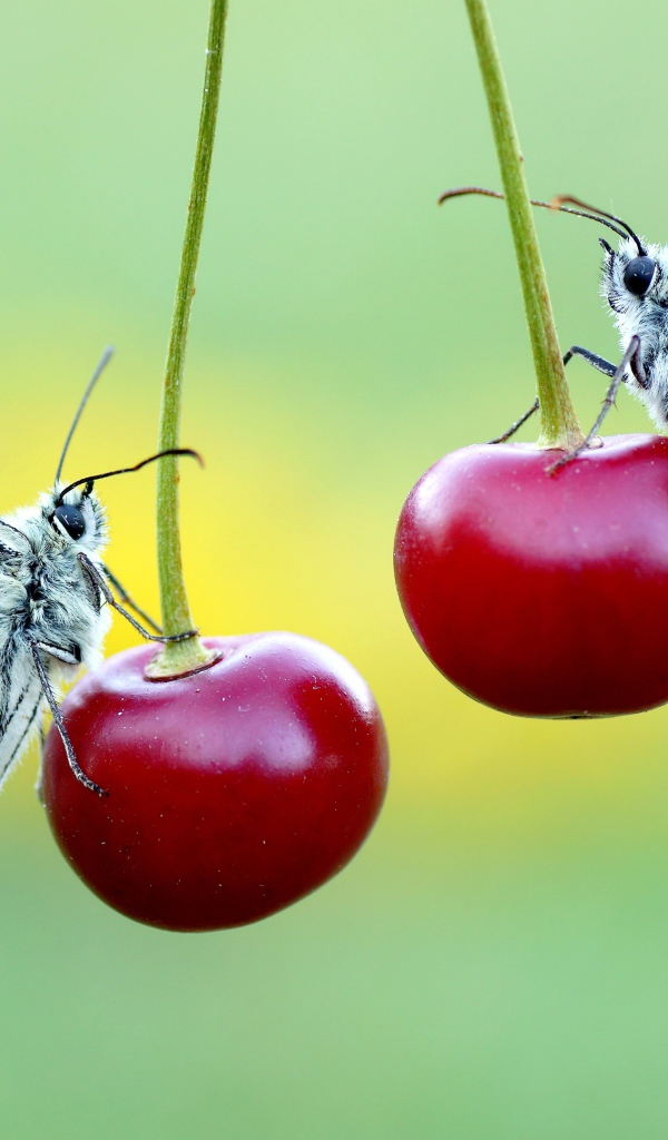 Две бабочки сидят на красных вишнях