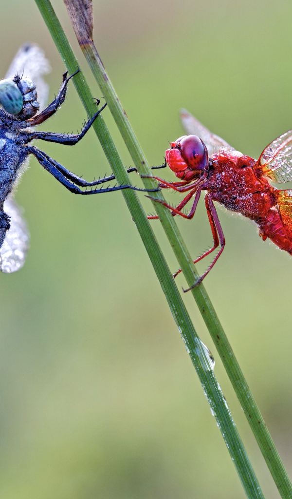 Две стрекозы сидит на зеленой траве