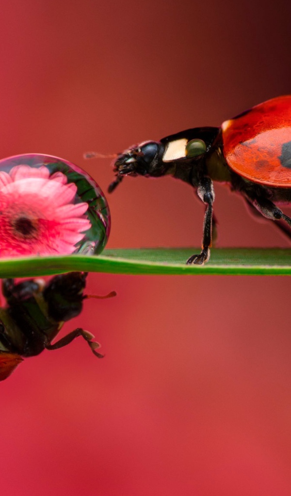 Две божьих коровки на зеленом листе с каплей росы