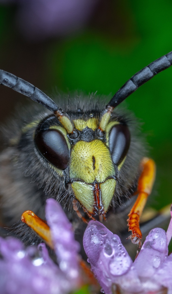 Голова осы на цветке крупным планом