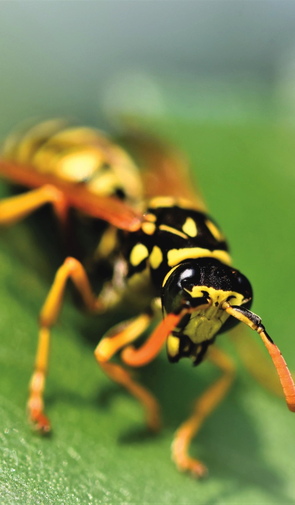 Оса сидит на зеленом листке крупным планом